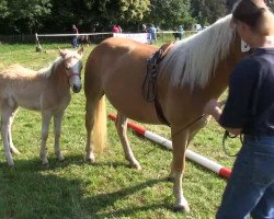 horse Argentina (Haflinger, 2013, from Air Force II)