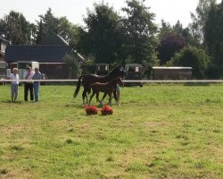 dressage horse Dante 132 (German Riding Pony, 2013, from Del Estero NRW)