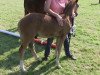 stallion Diamond ML (German Riding Pony, 2013, from Dreidimensional AT NRW)