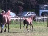 Zuchtstute Blondy (Westfale, 2013, von Balou du Rouet)