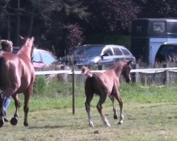 Zuchtstute Blondy (Westfale, 2013, von Balou du Rouet)