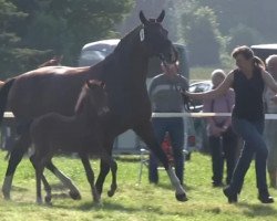 Zuchtstute Rosalie (Westfale, 2013, von Rock Forever NRW)