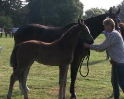 dressage horse Secret Love (Westphalian, 2013, from San Amour I)