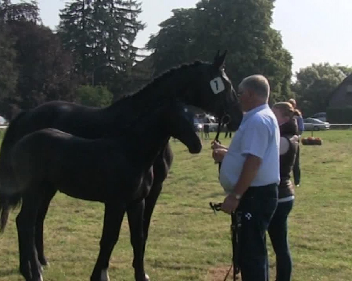 Springpferd Calesto (Westfale, 2013, von Colestus)