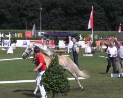 Pferd Anima (Haflinger, 2010, von Abel)