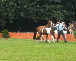 horse Abgott's Jesco (Pinto / Small Riding Horse, 2013, from Abgott's Pt. Joe)