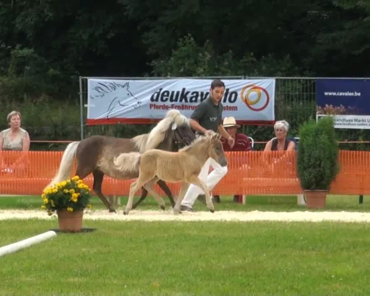Pferd Obelix (Dt.Part-bred Shetland Pony, 2013, von Asterix)