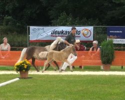 Pferd Obelix (Dt.Part-bred Shetland Pony, 2013, von Asterix)