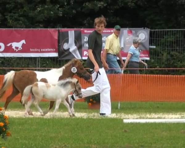 horse Stute von Littlegrie Merl (Shetland pony (under 87 cm), 2013, from Littlegrie Merlin)