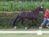 dressage horse Sabrina (Westphalian, 2010, from San Schufro)