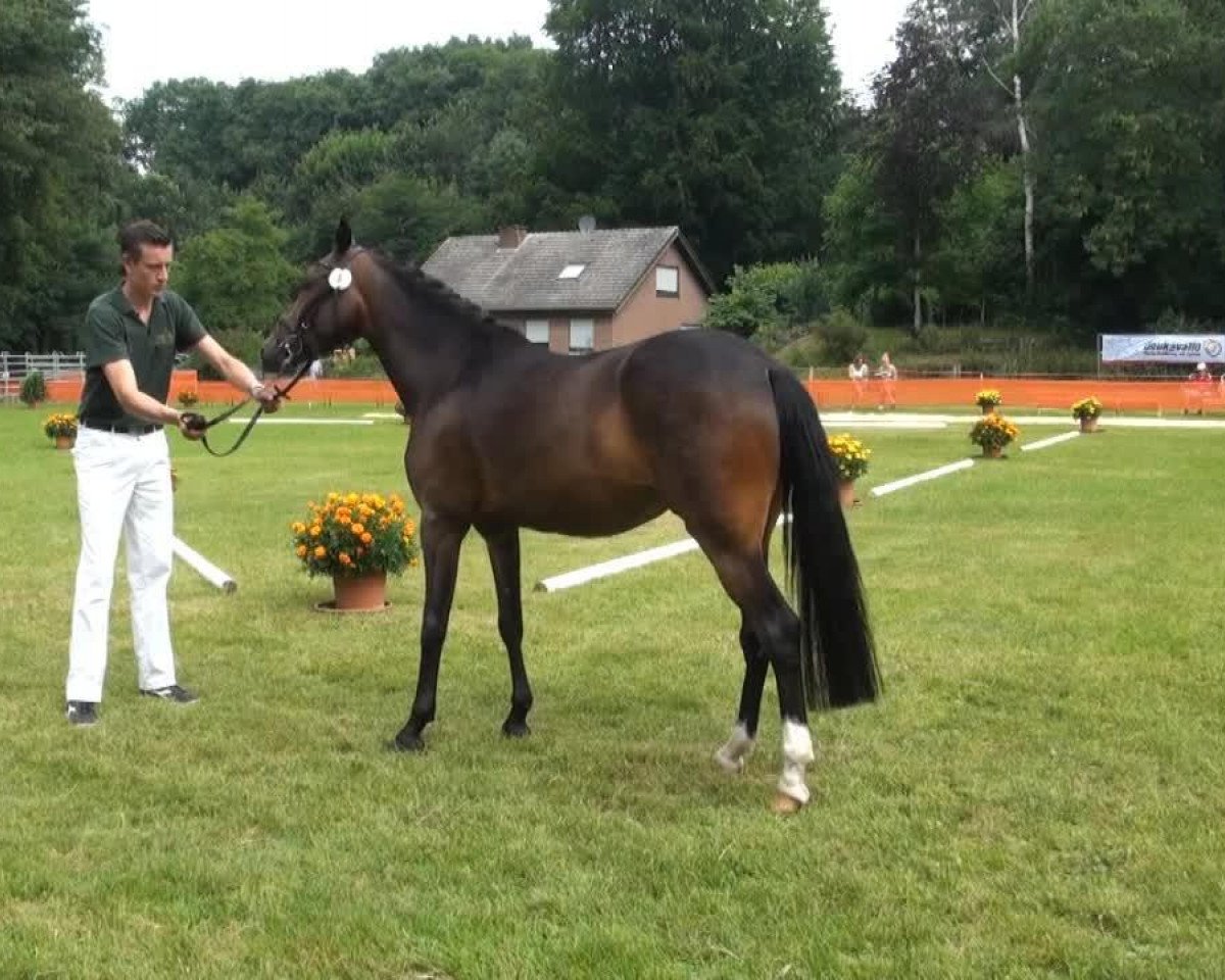 broodmare Arts Dalona (German Riding Pony, 2009, from Arts-Dancer-Boy)