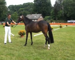 broodmare Arts Dalona (German Riding Pony, 2009, from Arts-Dancer-Boy)