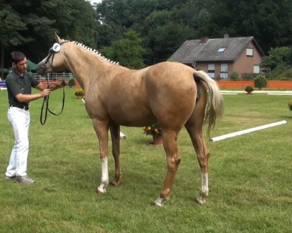 broodmare Hanna (German Riding Pony, 2008, from White Gold B)