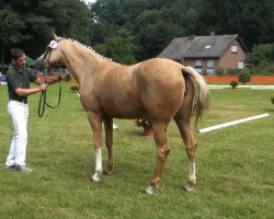 Zuchtstute Hanna (Deutsches Reitpony, 2008, von White Gold B)