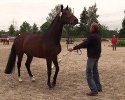 dressage horse Florida (Westphalian, 2010, from Florenciano 6)