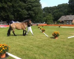 horse Henriette (Rhenish-German Cold-Blood, 2010, from Heidjer II)