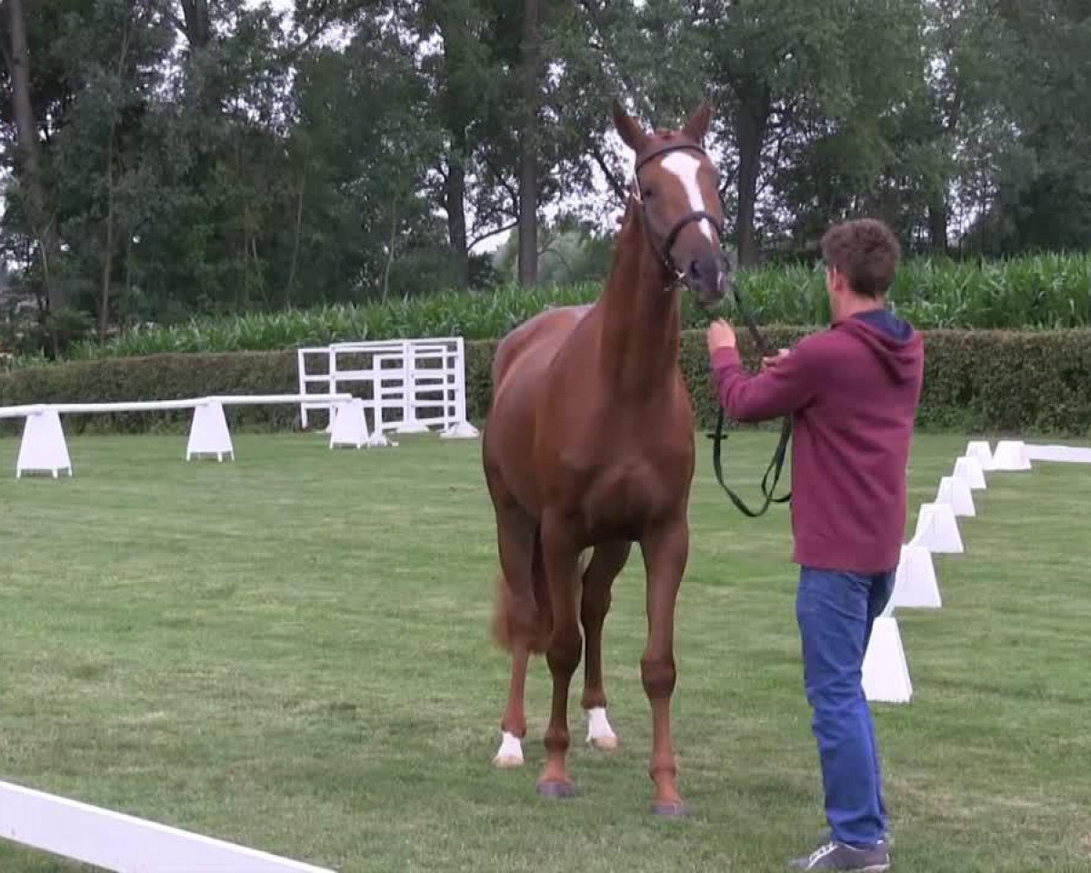 dressage horse Stute von Fineliner (Westphalian, 2010, from Fineliner 2)