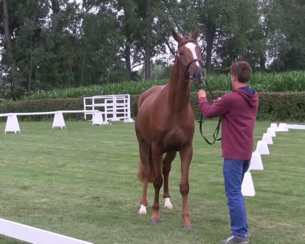 dressage horse Stute von Fineliner (Westphalian, 2010, from Fineliner 2)