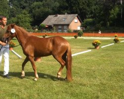 horse Avalie S (Dartmoor Pony, 2010, from Aron R)