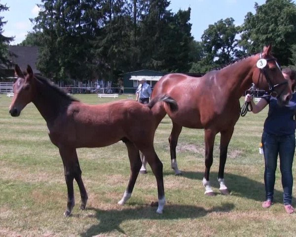 dressage horse Hengst von Ehrenstolz (Westphalian, 2013, from Ehrenstolz)