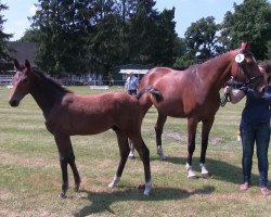 dressage horse Hengst von Ehrenstolz (Westphalian, 2013, from Ehrenstolz)