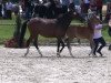 dressage horse Daddy's Proud (Westphalian, 2013, from Dream of Victoria)