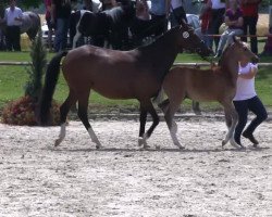 dressage horse Daddy's Proud (Westphalian, 2013, from Dream of Victoria)