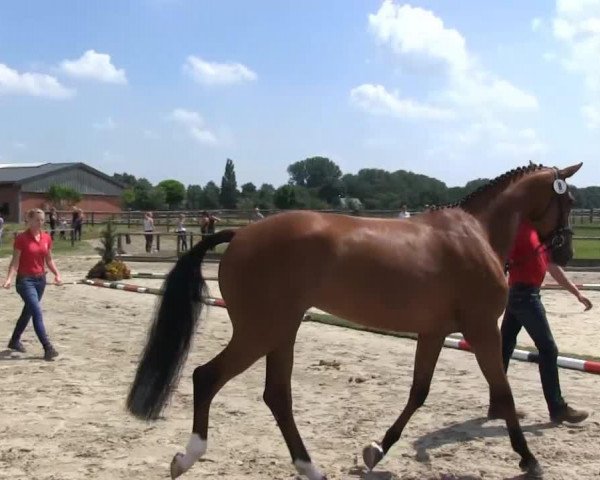 dressage horse Stute von Mon Cher (Westphalian, 2010, from Mon Cher)