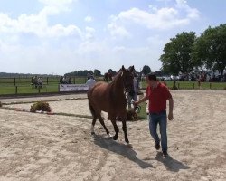 dressage horse Abba (Westphalian, 2010, from Ampère)