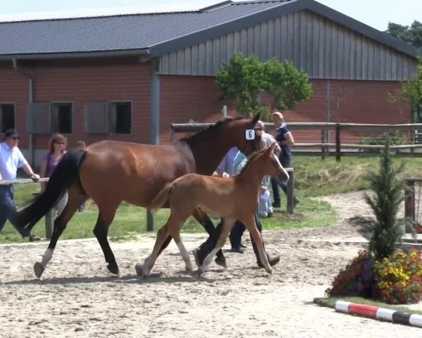 Springpferd Sweety of Transvaal (Westfale, 2013, von Stakko)