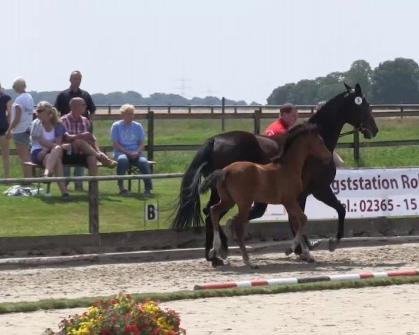 dressage horse Stute von Captain Collin (Westphalian, 2013, from Captain Collin)