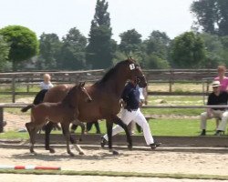 dressage horse Hengst von Feedback (Westphalian, 2013, from Feedback 16)