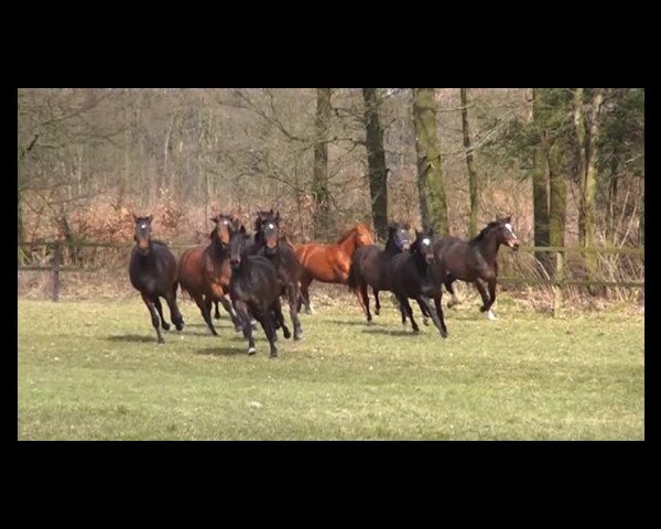 Pferd Stute von Abendstern (Haflinger, 2009, von Abendstern)