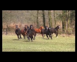 Pferd Stute von Abendstern (Haflinger, 2009, von Abendstern)