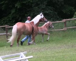 Pferd Hengst von Novill (Haflinger, 2013, von Novill)