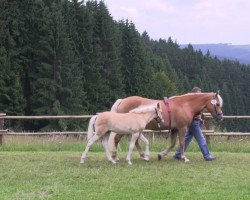 Pferd Stute von Aachen (Haflinger, 2013, von Aachen (1,57% ox))