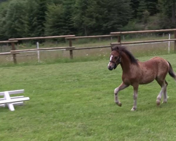 horse Latroptals Simsalabim (Welsh mountain pony (SEK.A), 2013, from Moarzicht's Sebastiaan)