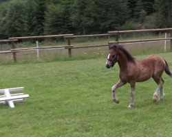 Pferd Latroptals Simsalabim (Welsh Mountain Pony (Sek.A), 2013, von Moarzicht's Sebastiaan)