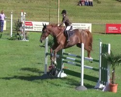 Springpferd Magnifique du Hecquet (Selle Français, 2000, von Rox de la Touche)