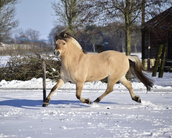 Pferd Fello (Fjordpferd, 2009, von Ismo)