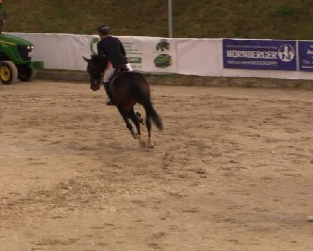Springpferd Simply the Best 31 (Hannoveraner, 2009, von Stalypso)