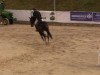 jumper Simply the Best 31 (Hanoverian, 2009, from Stalypso)