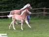 Dressurpferd Stupsi von Oberstoecken (Haflinger, 2013, von Sterntaenzer)