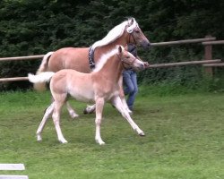 dressage horse Stupsi von Oberstoecken (Haflinger, 2013, from Sterntaenzer)