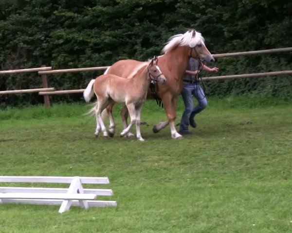 Dressurpferd Stute von Sterntänzer (Haflinger, 2013, von Sterntaenzer)