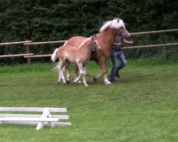 dressage horse Stute von Sterntänzer (Haflinger, 2013, from Sterntaenzer)