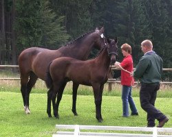 dressage horse Fernada 2 (Westfale, 2013, from Florenciano 6)