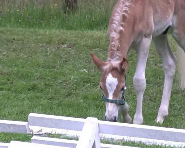 Pferd Hengst von Wunderknabe (Haflinger, 2013, von Wunderknabe)