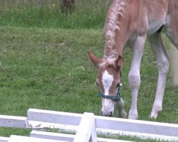 Pferd Hengst von Wunderknabe (Haflinger, 2013, von Wunderknabe)