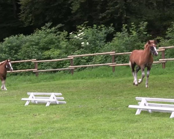 Pferd Michel 250 (Schwarzwälder Kaltblut, 2013, von Milan)